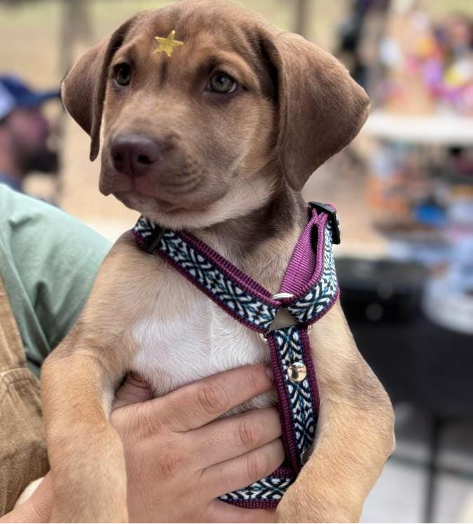 Pechera Huichol Vino