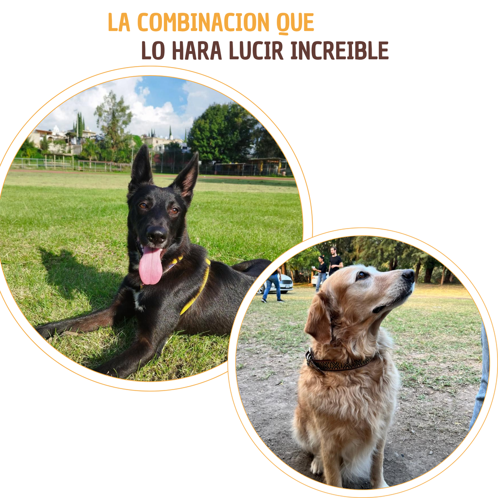 Kit Pelo Brillante y Sedoso - Snack pelo y piel perfecta para mascotas