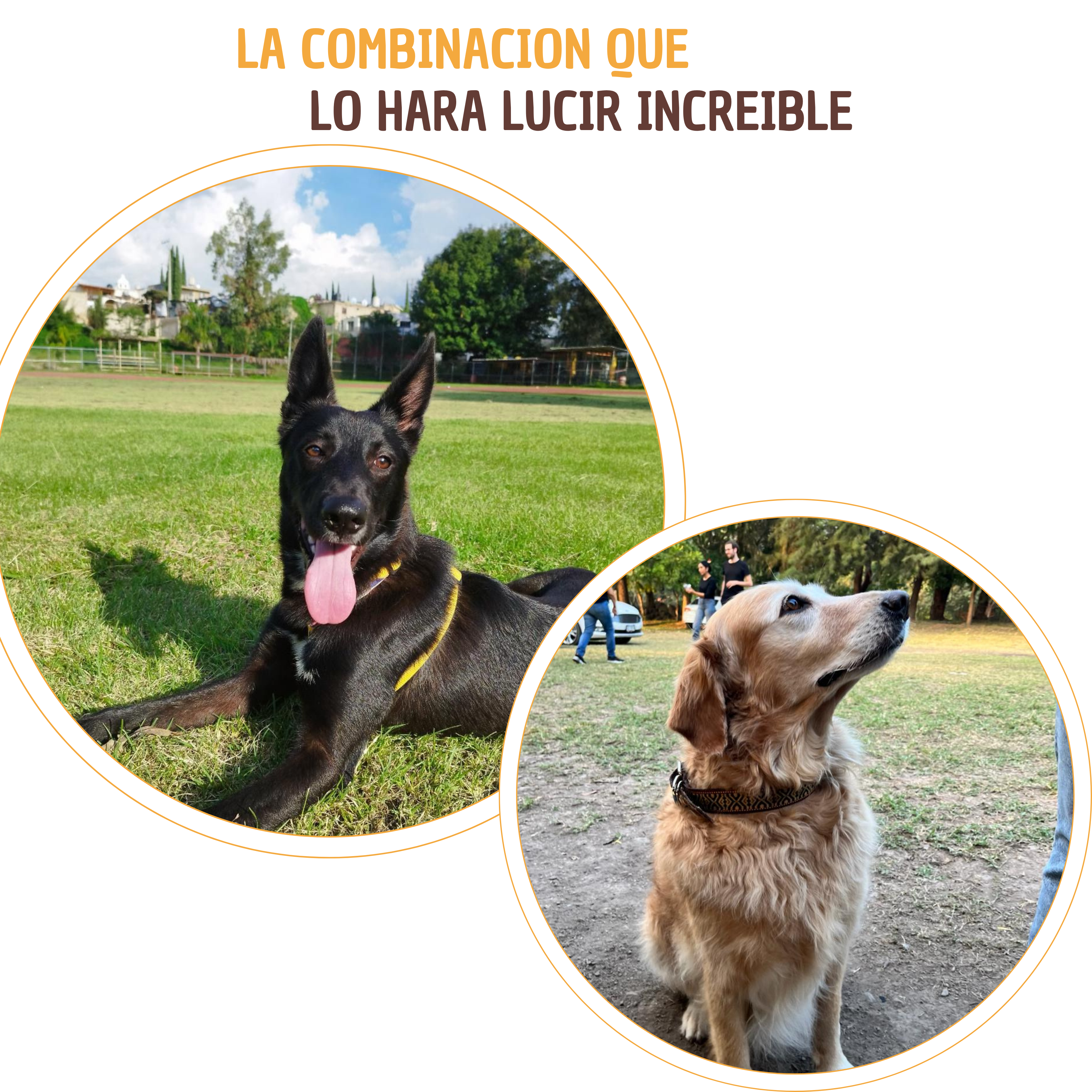 Kit Pelo Brillante y Sedoso - Snack pelo y piel perfecta para mascotas