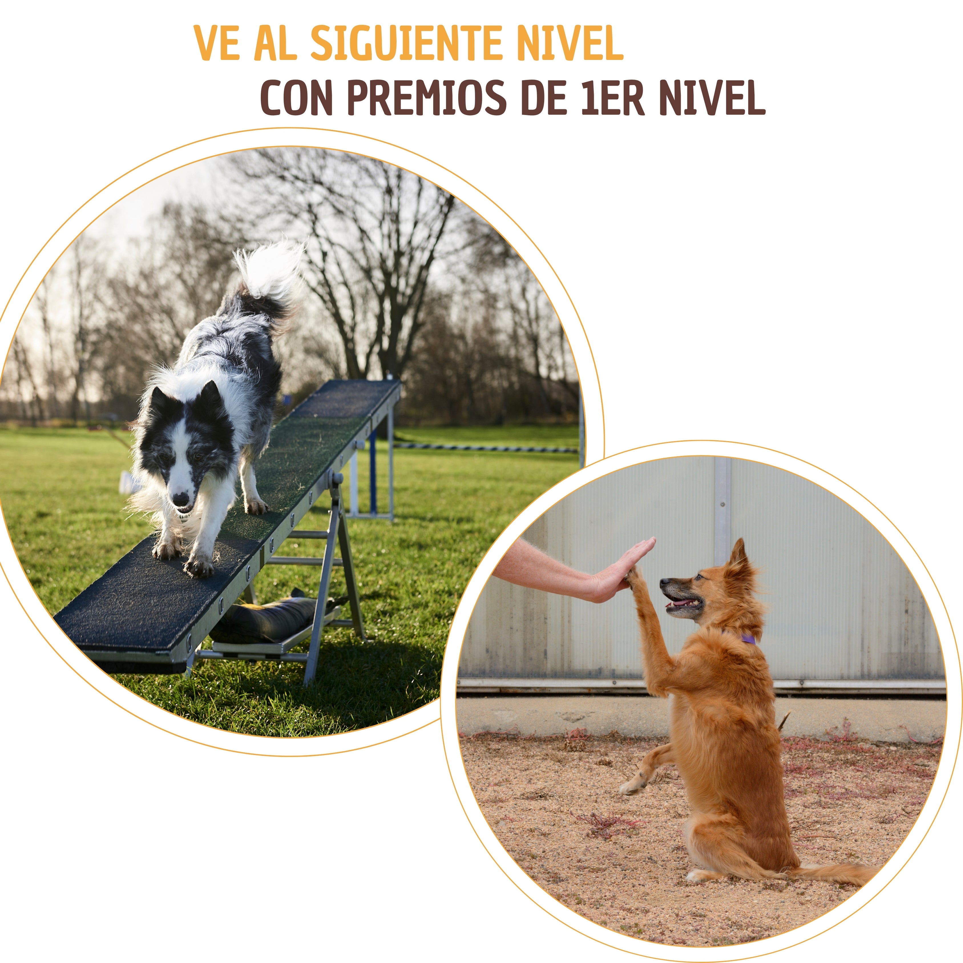 Kit de entrenamiento canino - Sin culpa