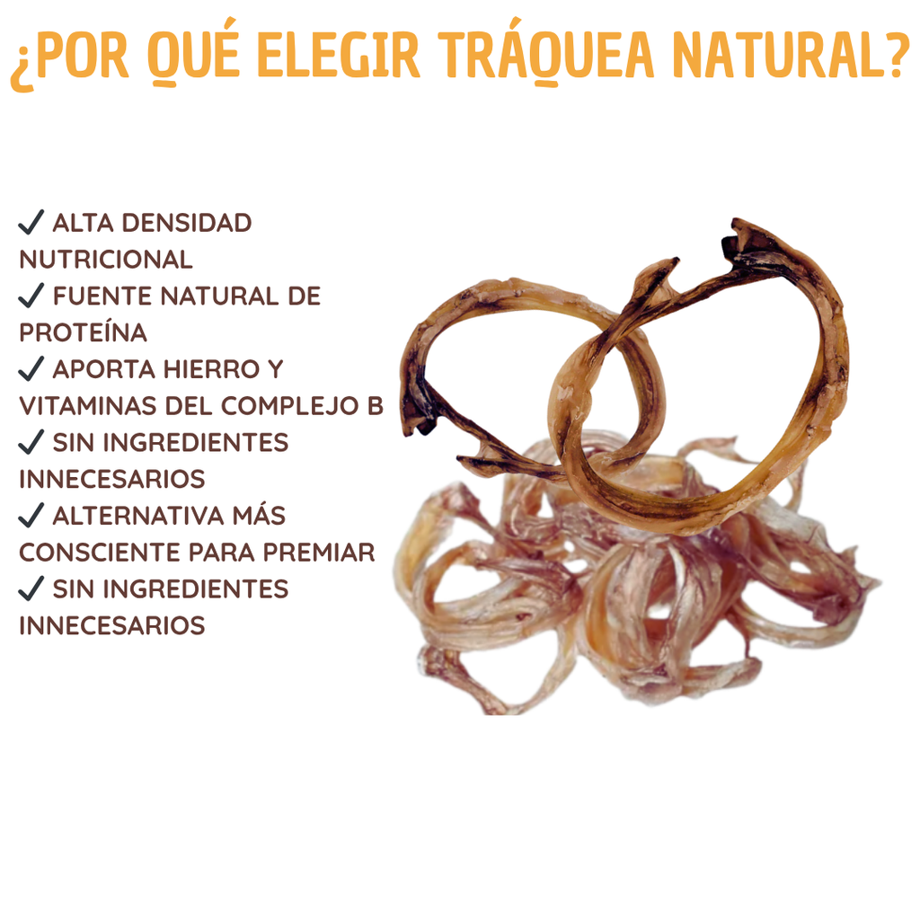 Traquea de res deshidratada