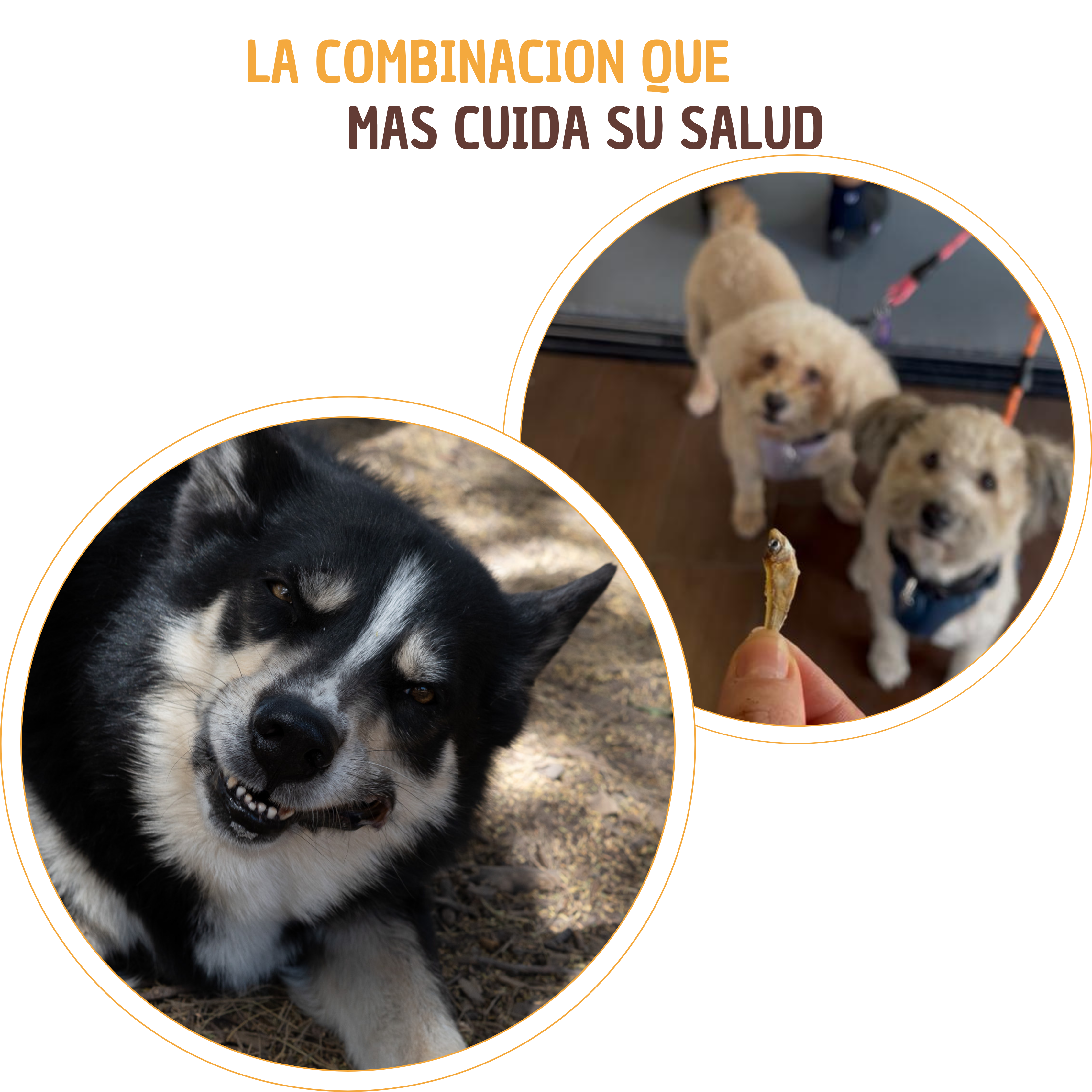 Kit El mas FIT - Snack sin grasas