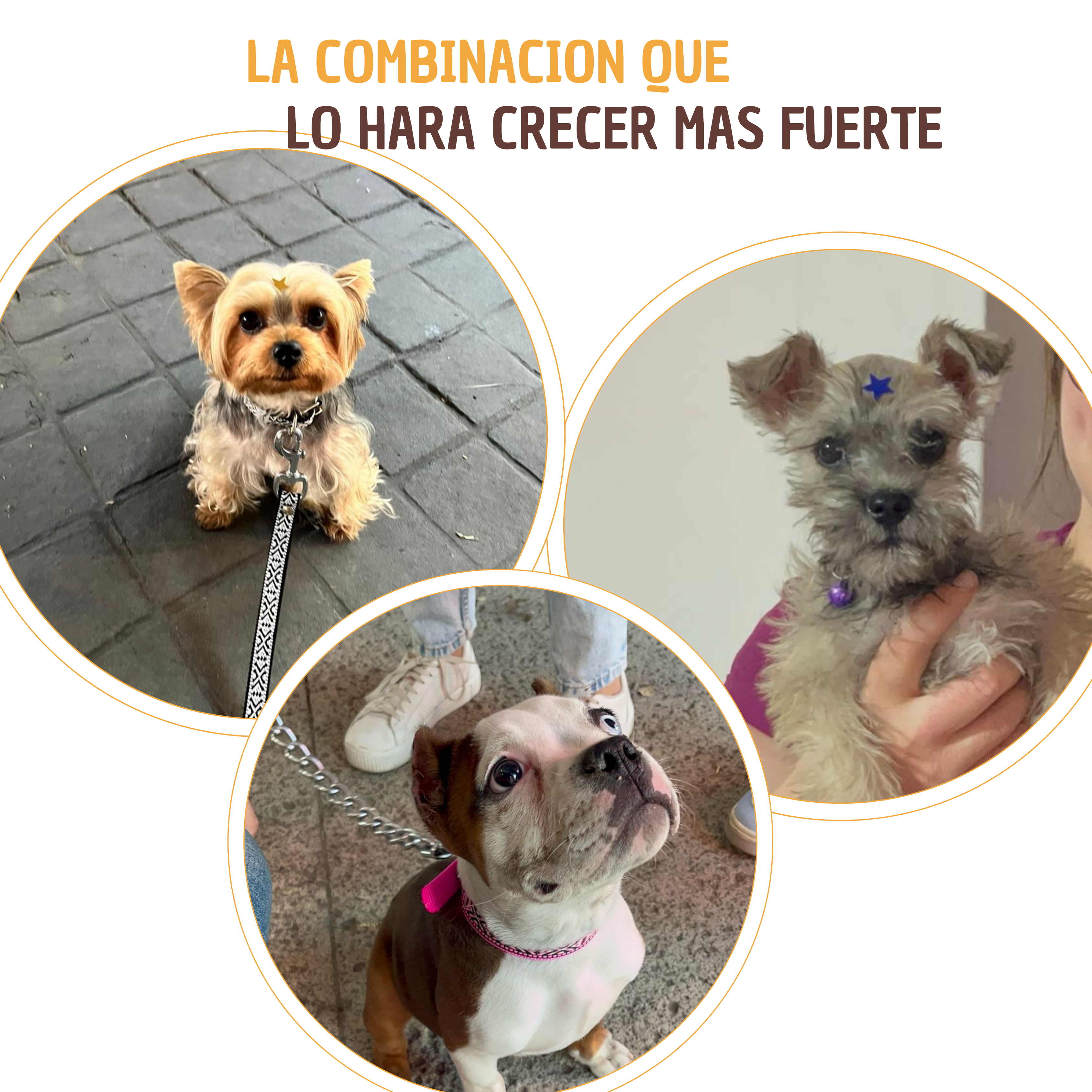 Kit Mi Primer Snack - Snack Especial Cachorros