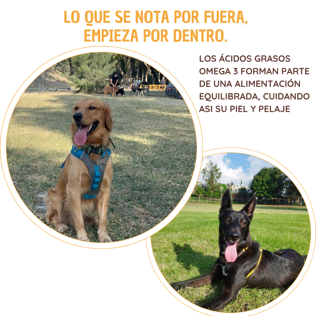 Charal deshidratado para perro