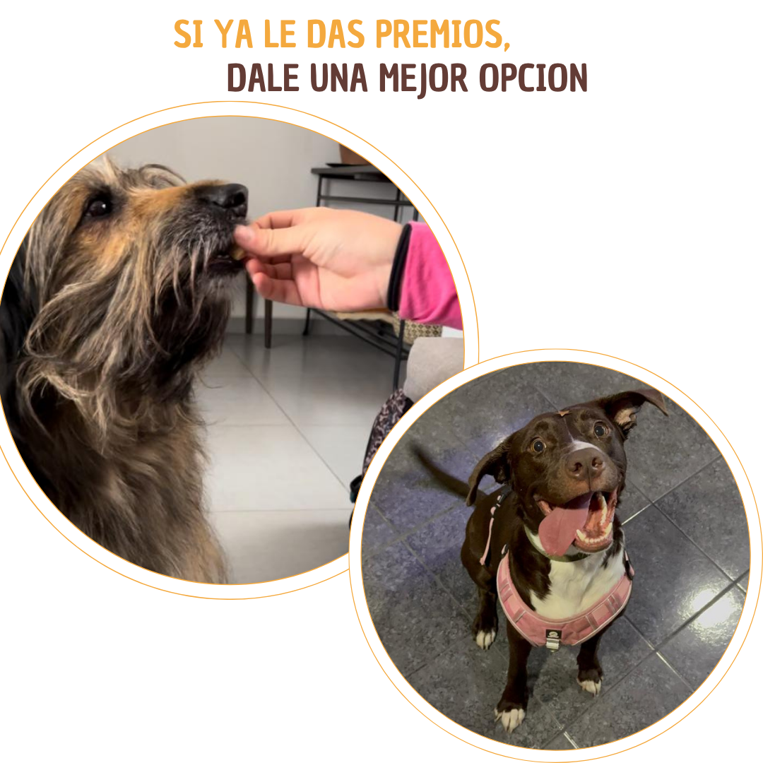 Higado de res deshidratado