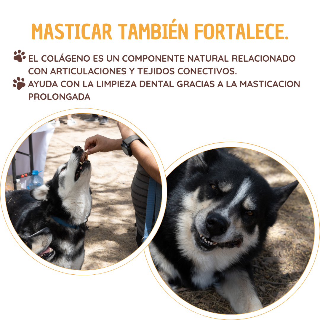 Traquea de res deshidratada