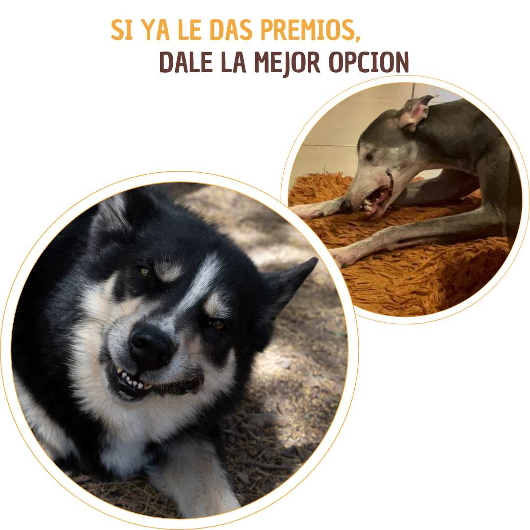 Pulmon de res deshidratado