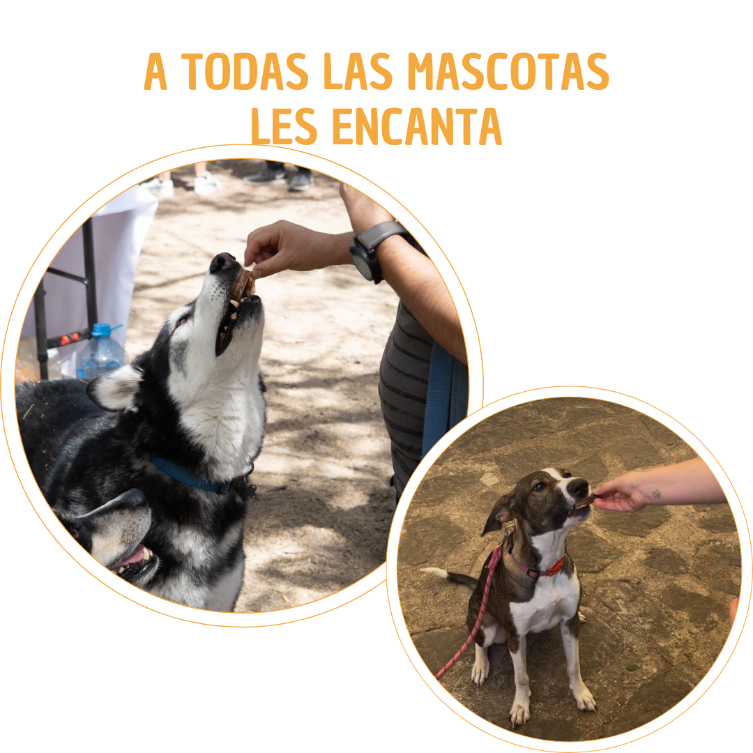 Traquea de res deshidratada