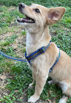 Pechera Huichol Azul