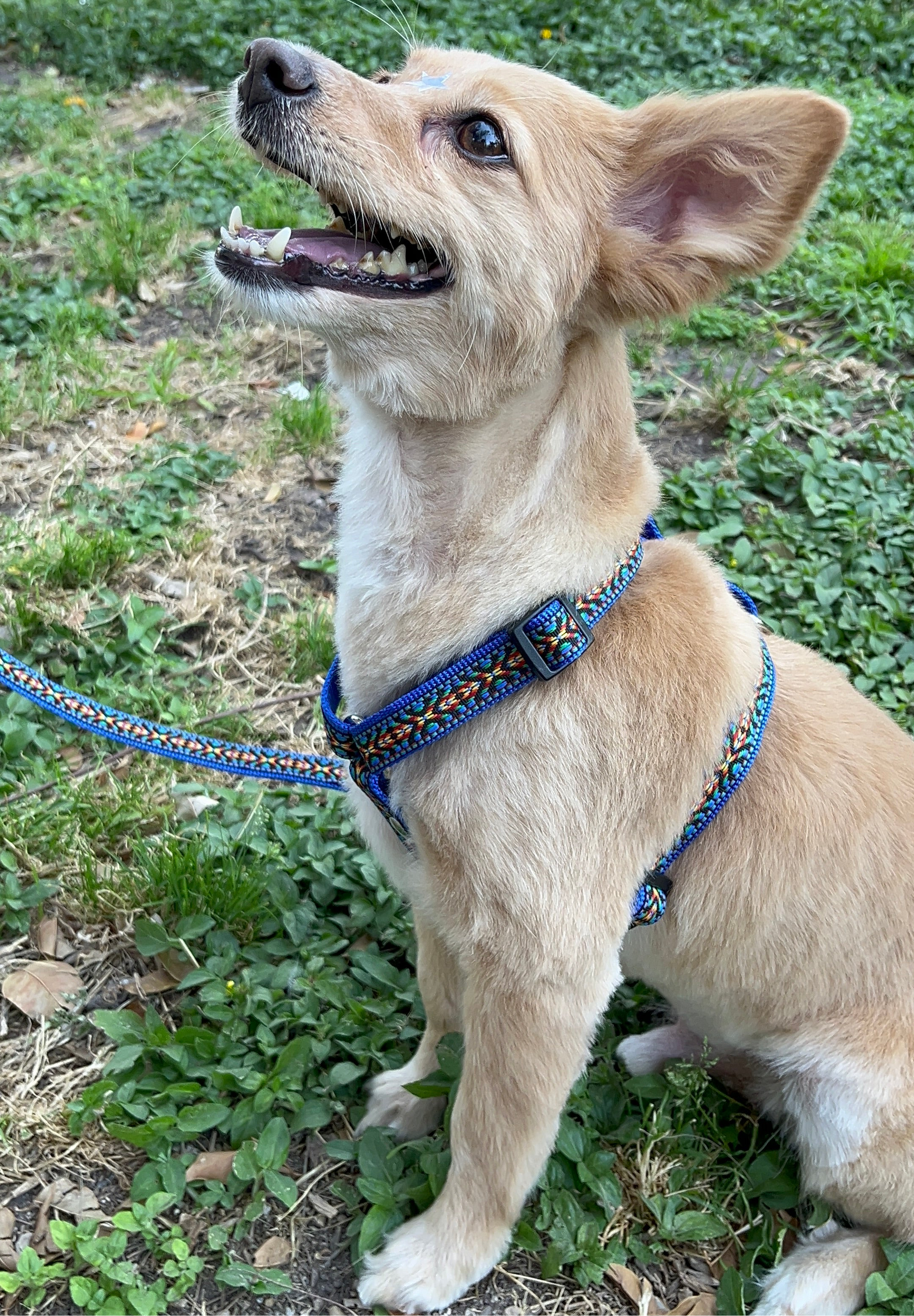 Pechera Huichol Azul