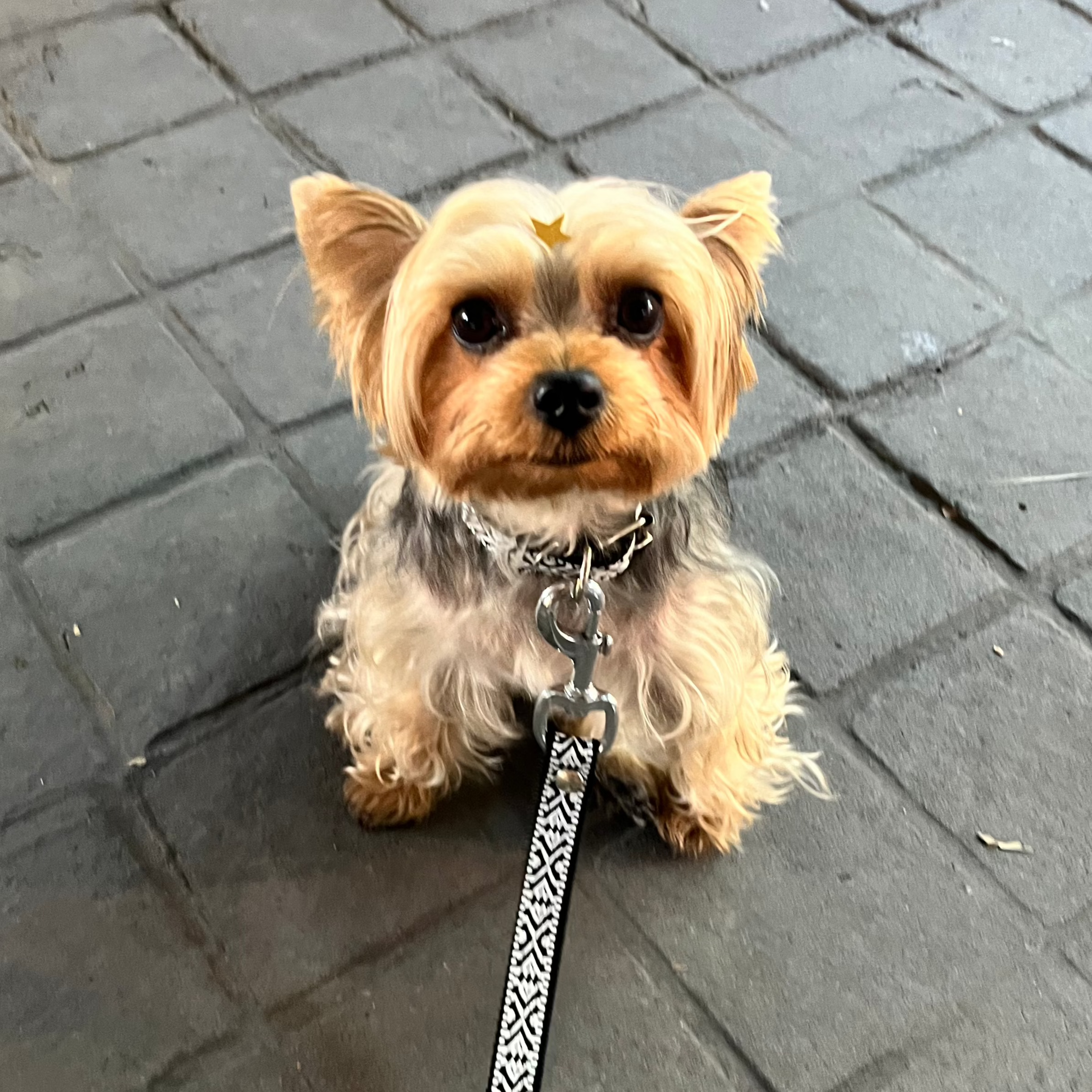 Collar huichol Blanco y Negro