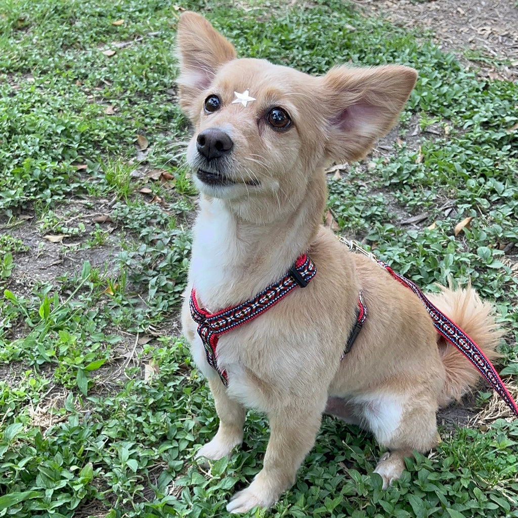 Pechera Huichol Rojo