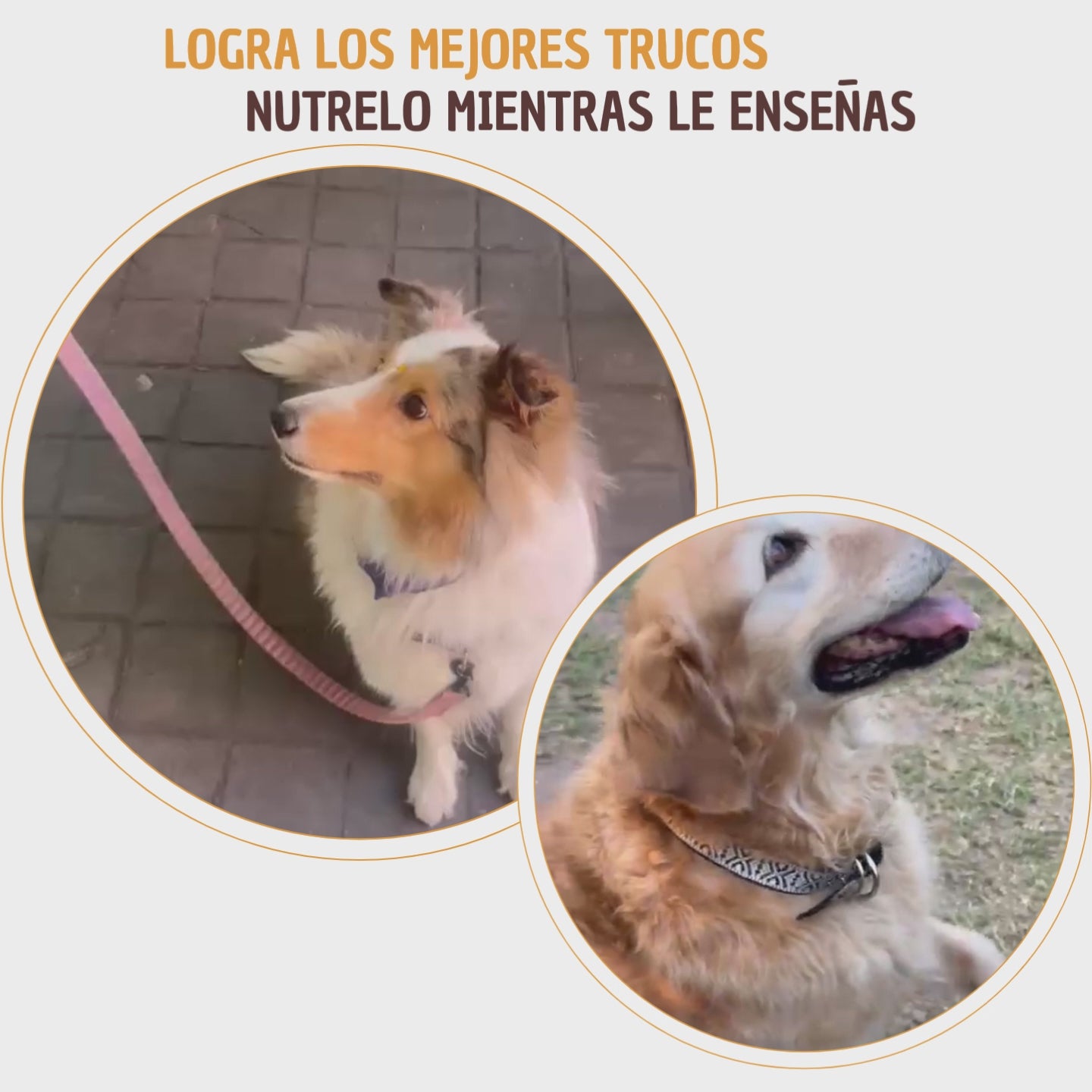 Kit de entrenamiento canino - Sin culpa